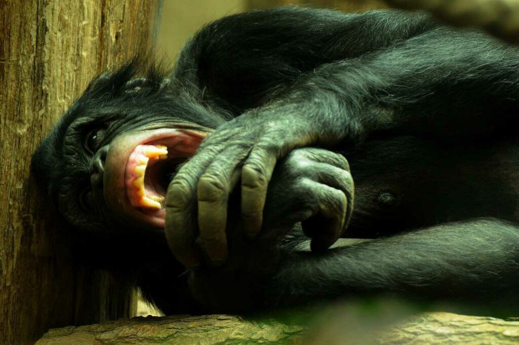 Chimpanzee