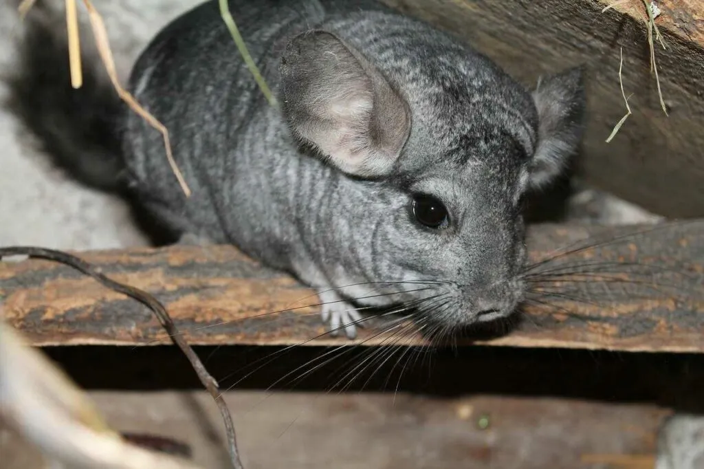 Chinchilla