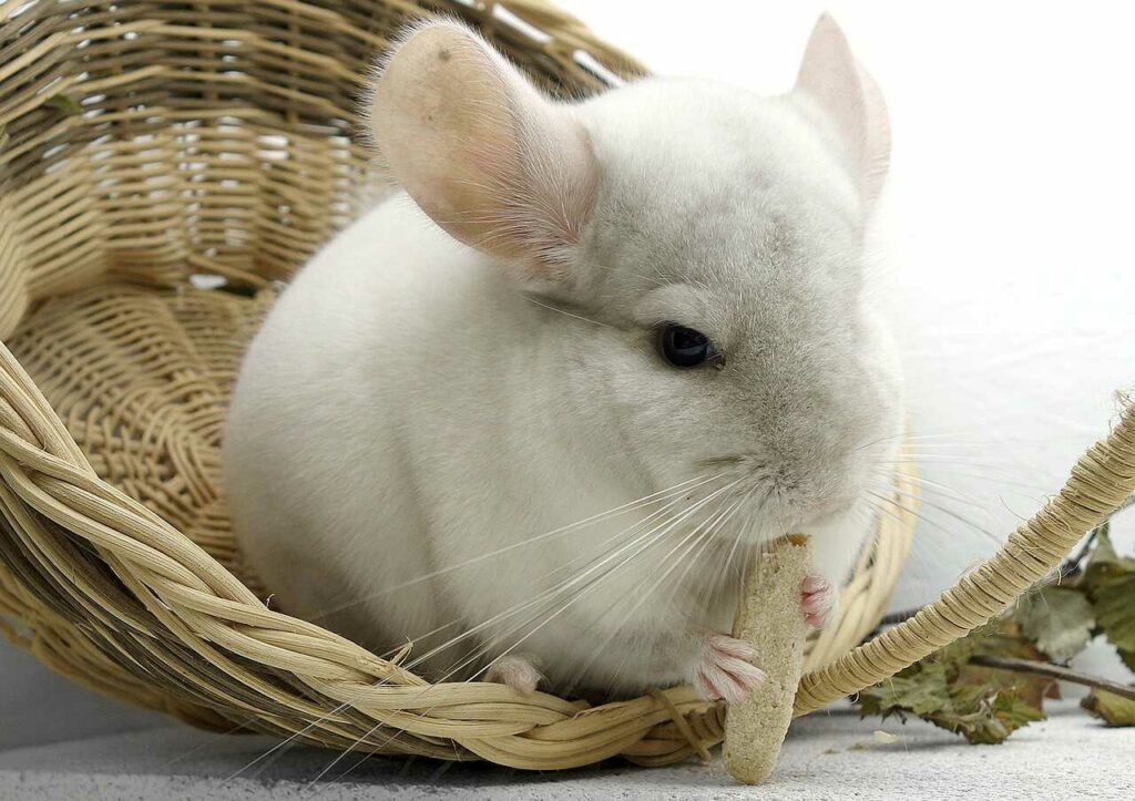 Chinchilla