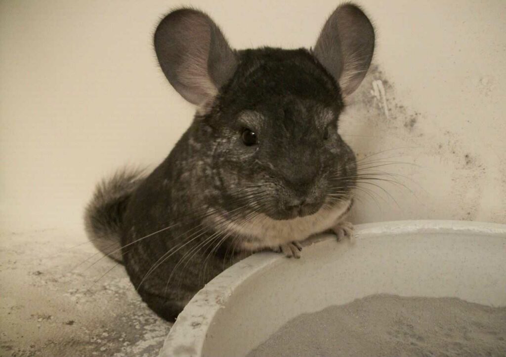 Chinchilla