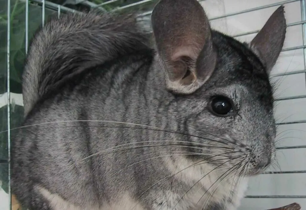 Chinchilla