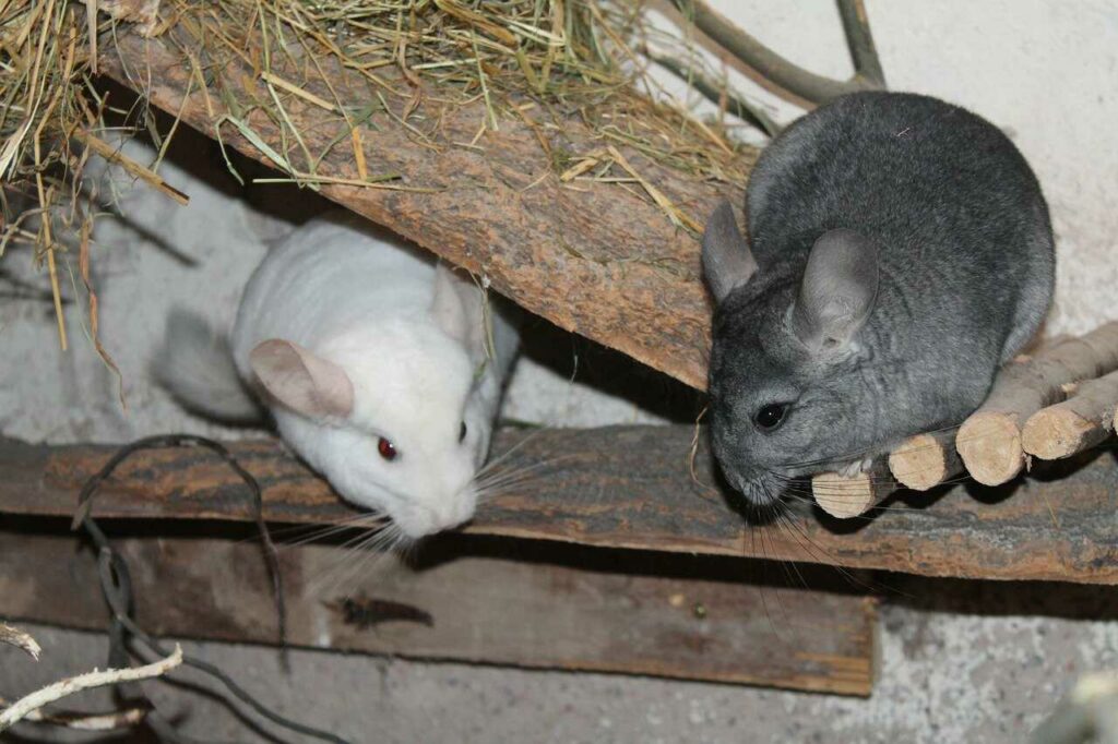 Chinchilla