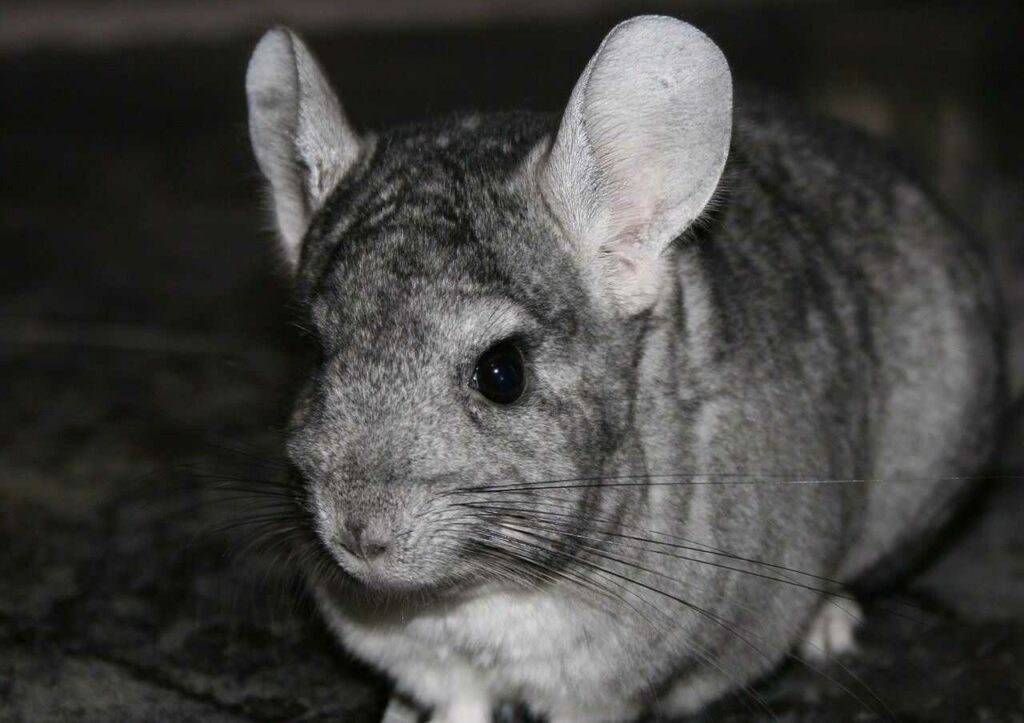 Chinchilla