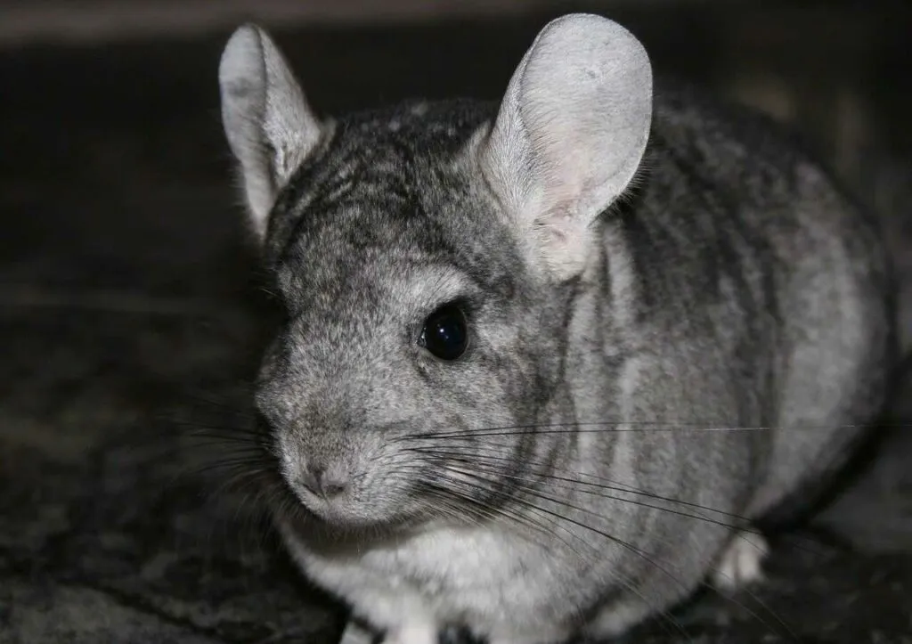 Chinchilla