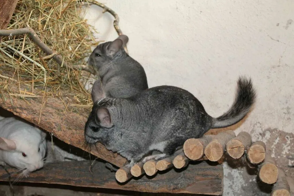 Chinchilla