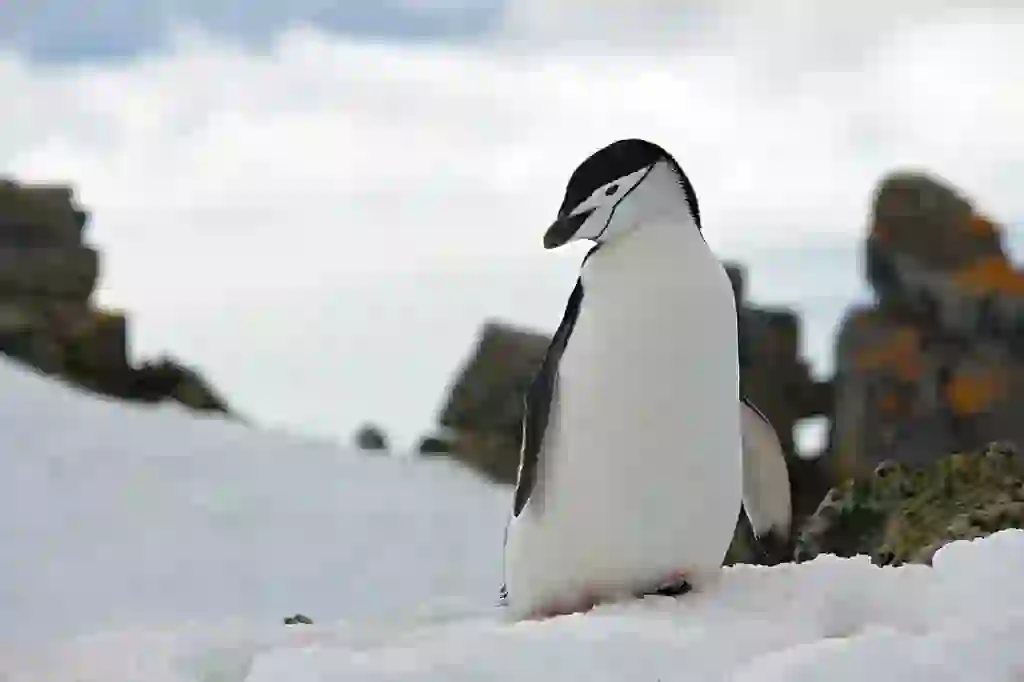 チンストラップペンギン