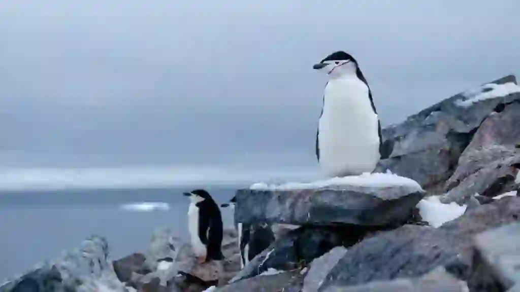 チンストラップペンギン