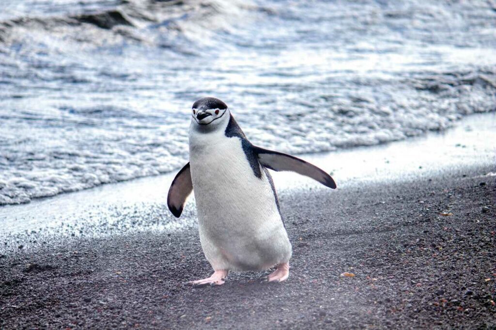 チンストラップペンギン