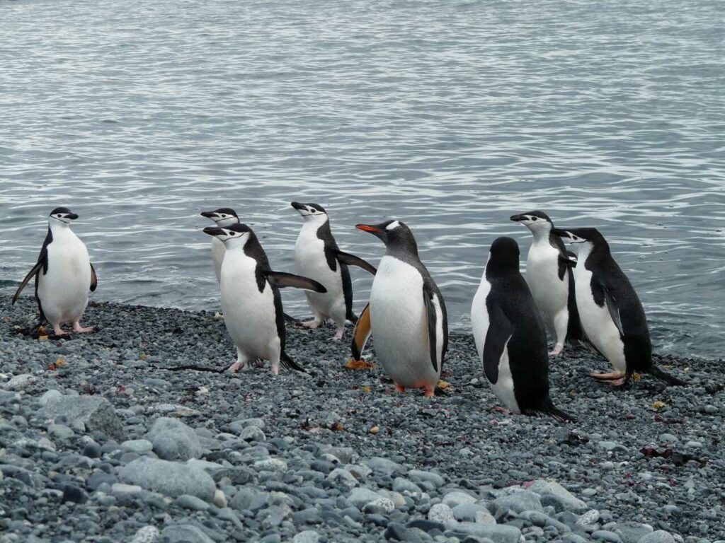 チンストラップペンギン