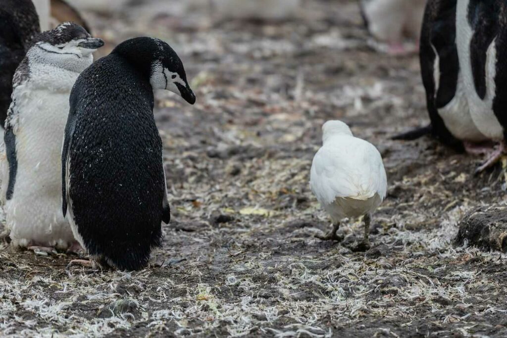 チンストラップペンギン