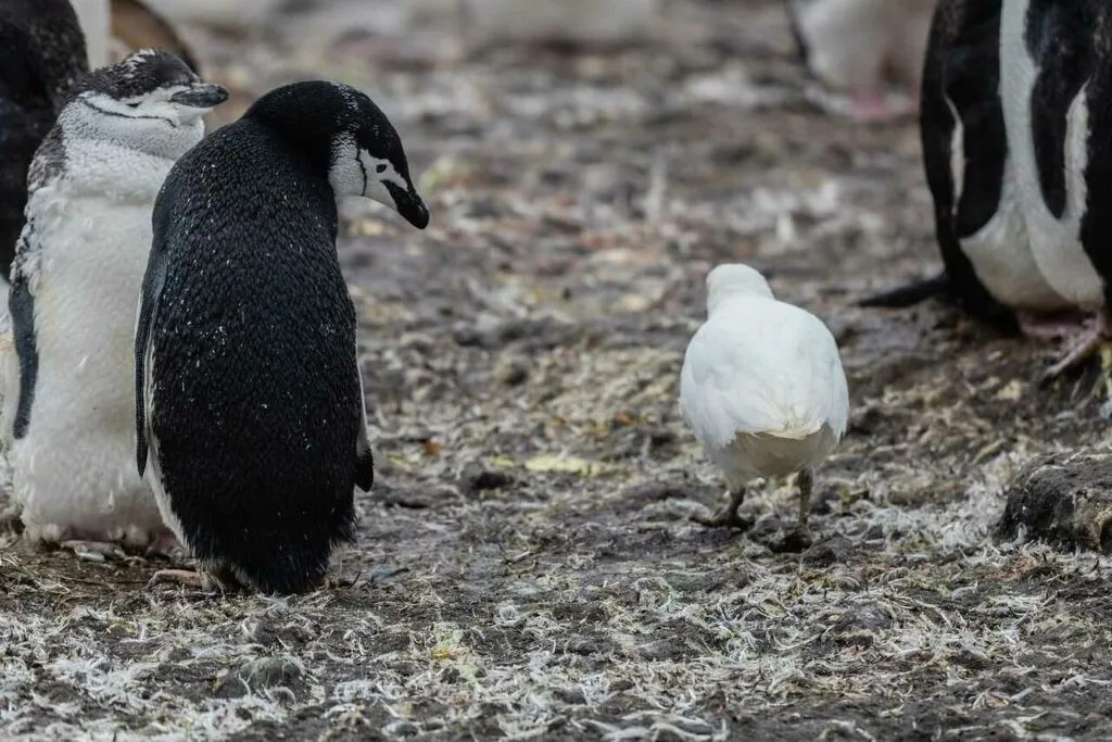 Chinstrap Penguin