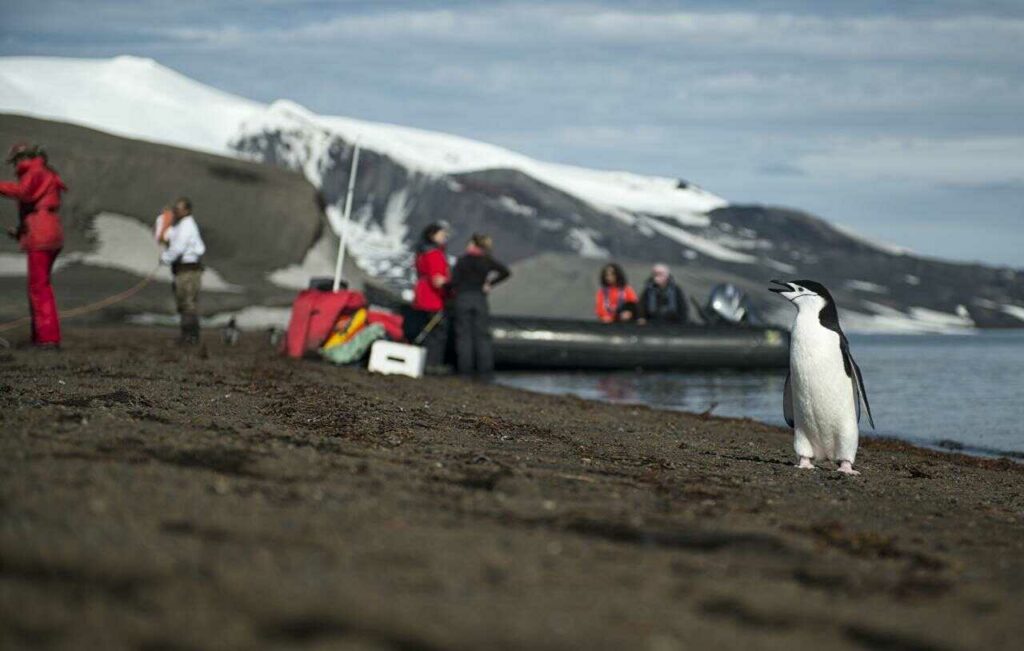 チンストラップペンギン