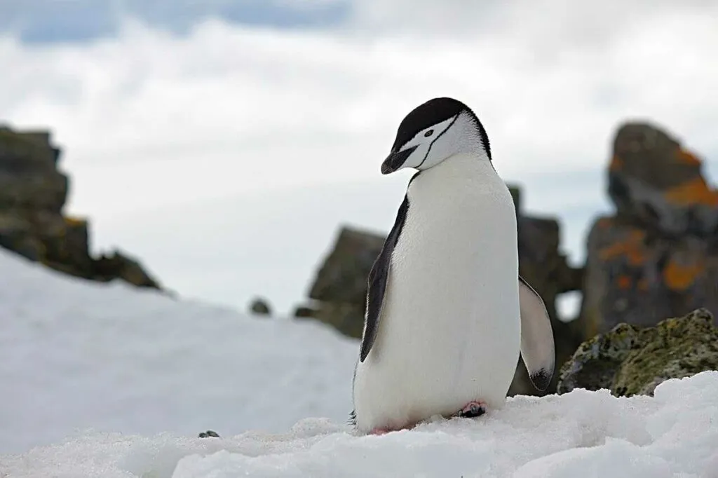 Chinstrap Penguin