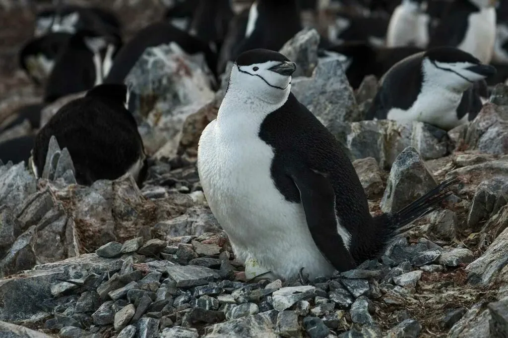 チンストラップペンギン