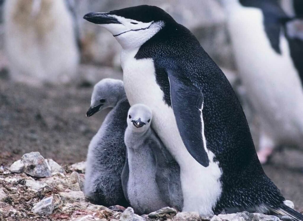 Chinstrap Penguin