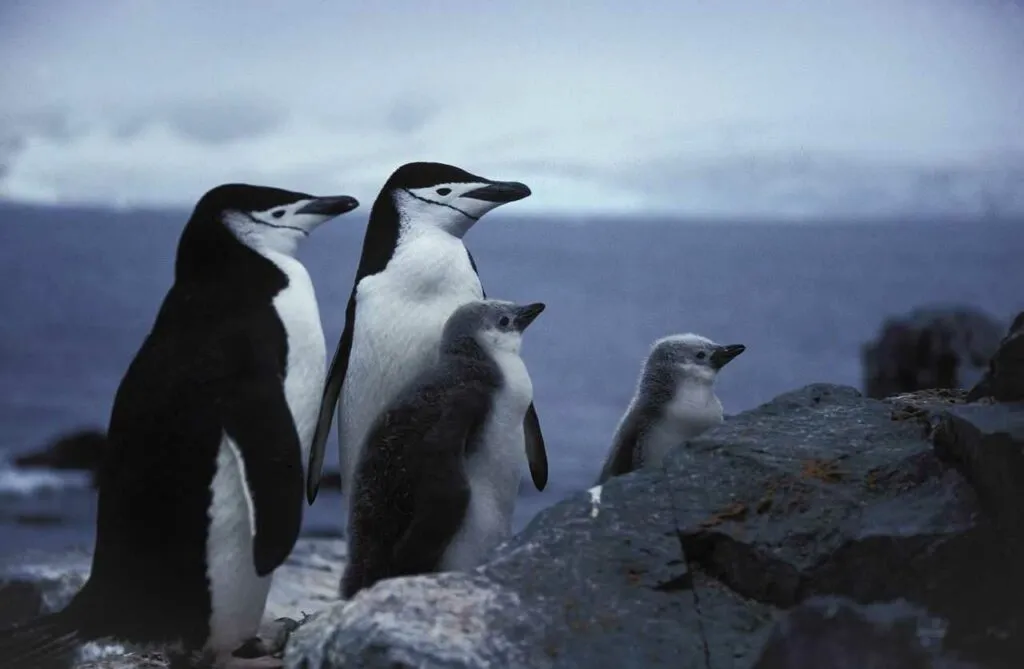 Chinstrap Penguin