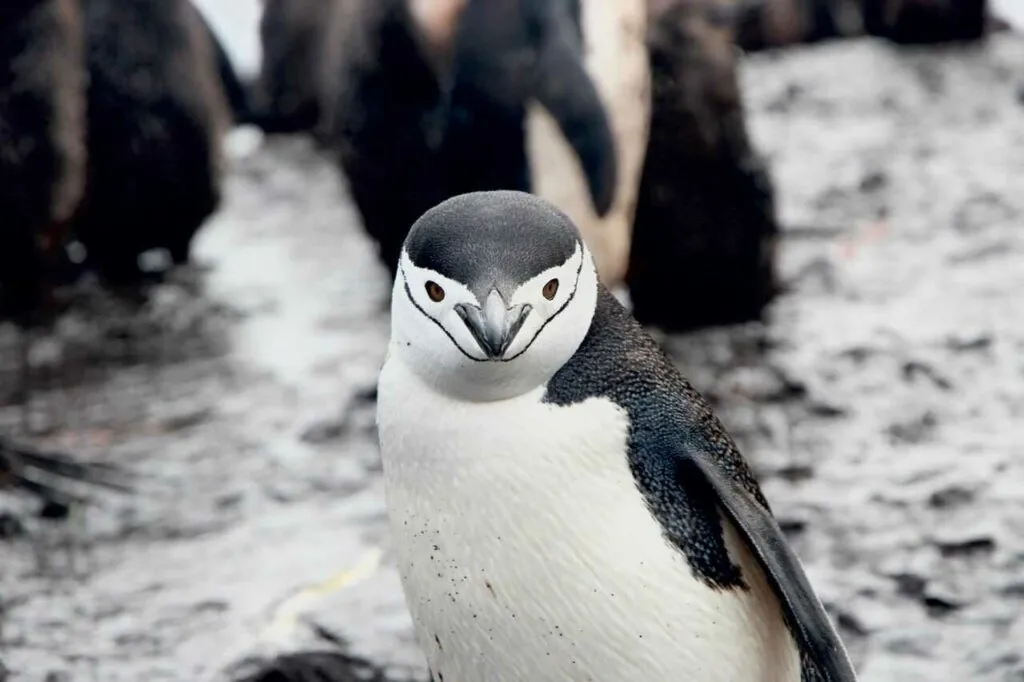 チンストラップペンギン