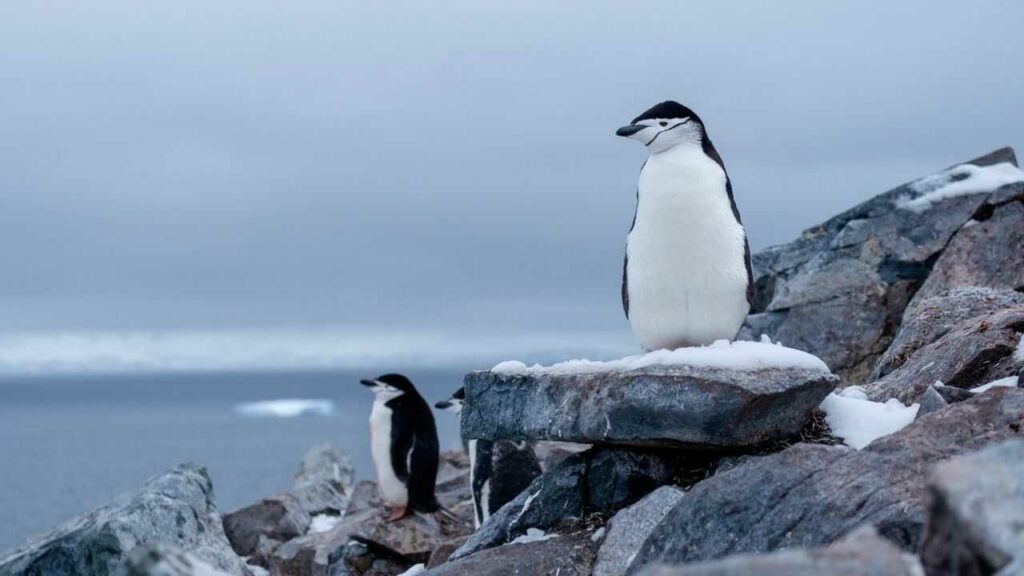 チンストラップペンギン