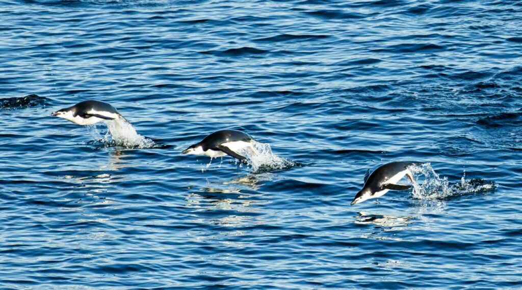 Chinstrap Penguin