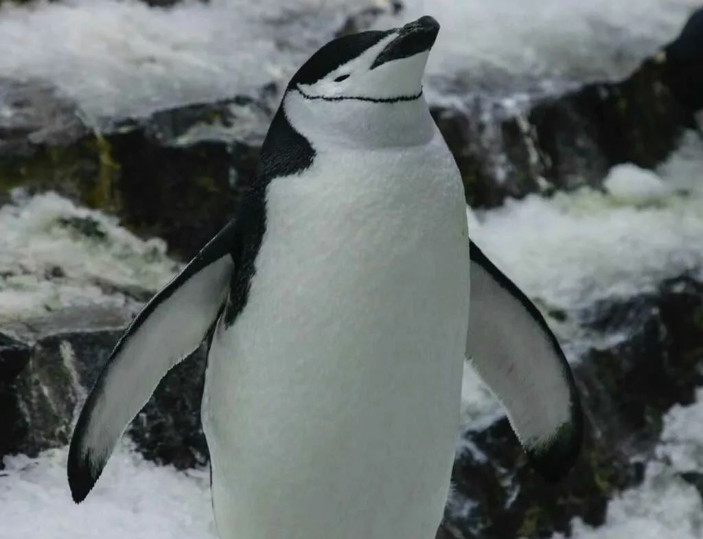 Chinstrap Penguin