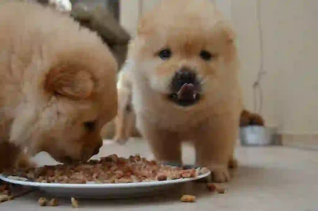 Chow Chow