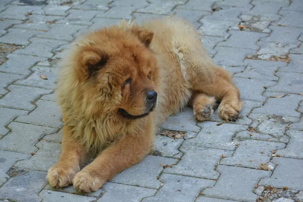 Chow Chow