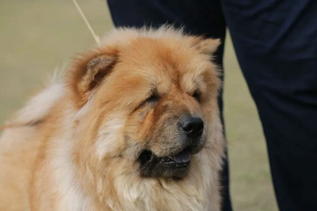 Chow Chow