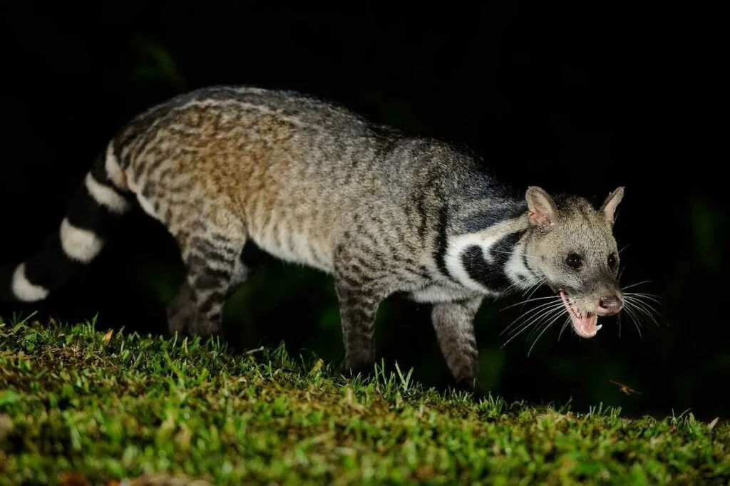 Civet