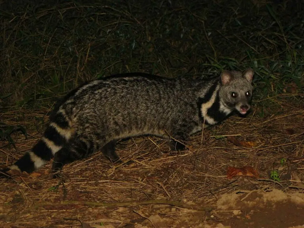 Civet