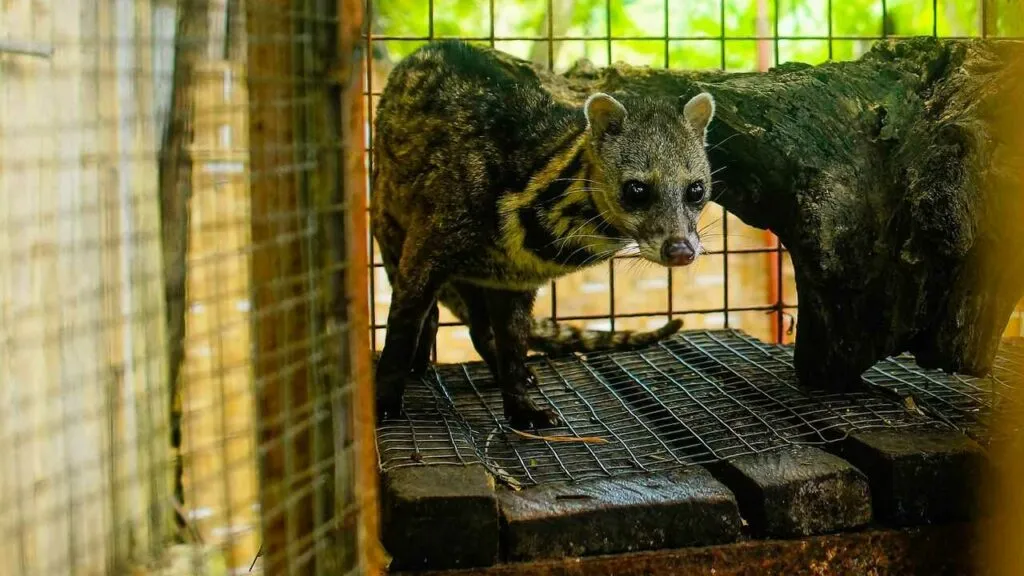 Civet