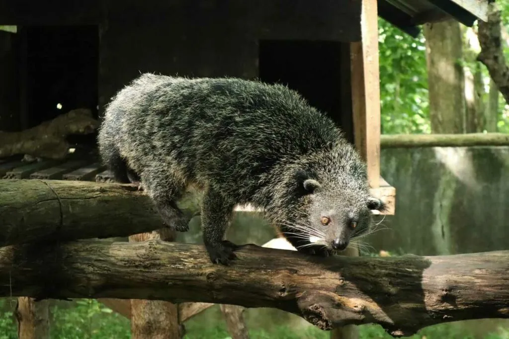 Civet