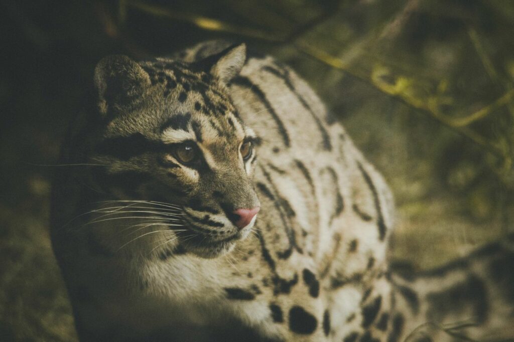 Clouded Leopard