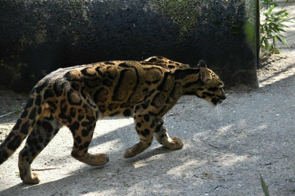 Clouded Leopard