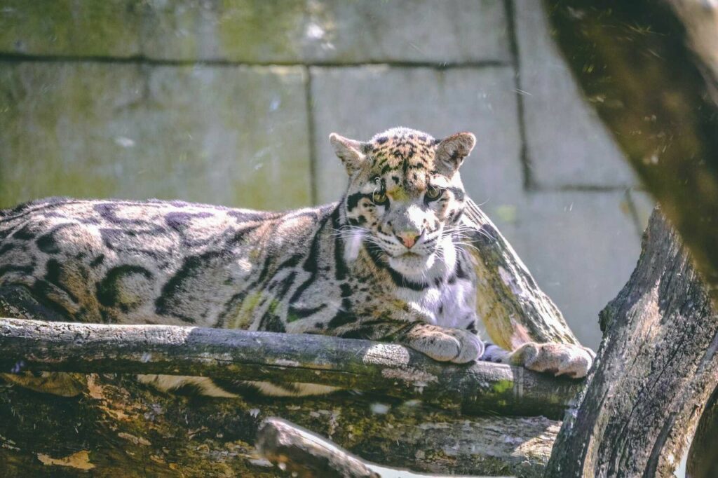 Clouded Leopard