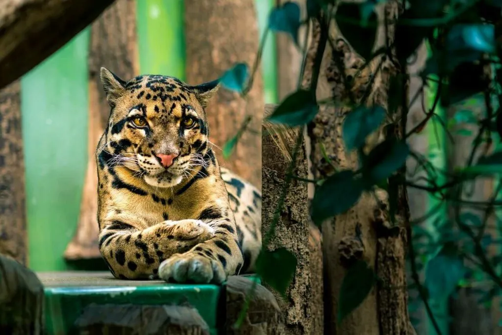 Clouded Leopard