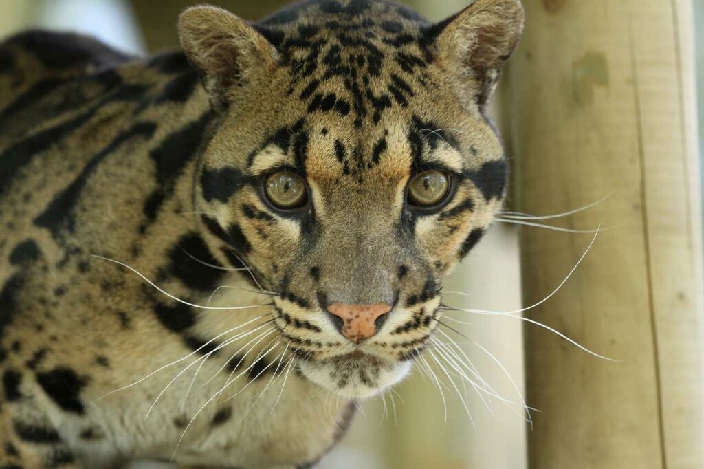 Clouded Leopard