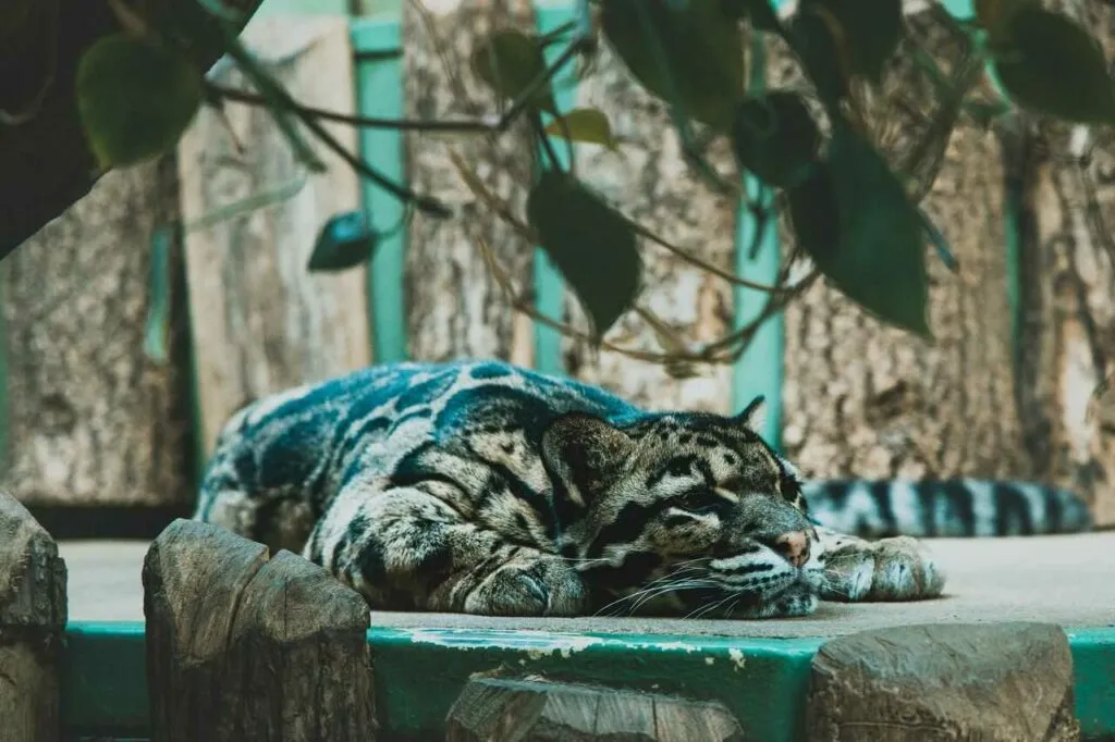 Clouded Leopard