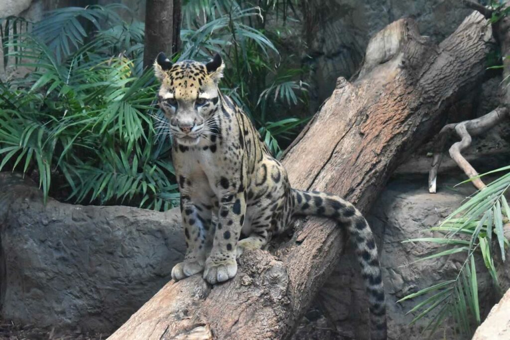 Clouded Leopard