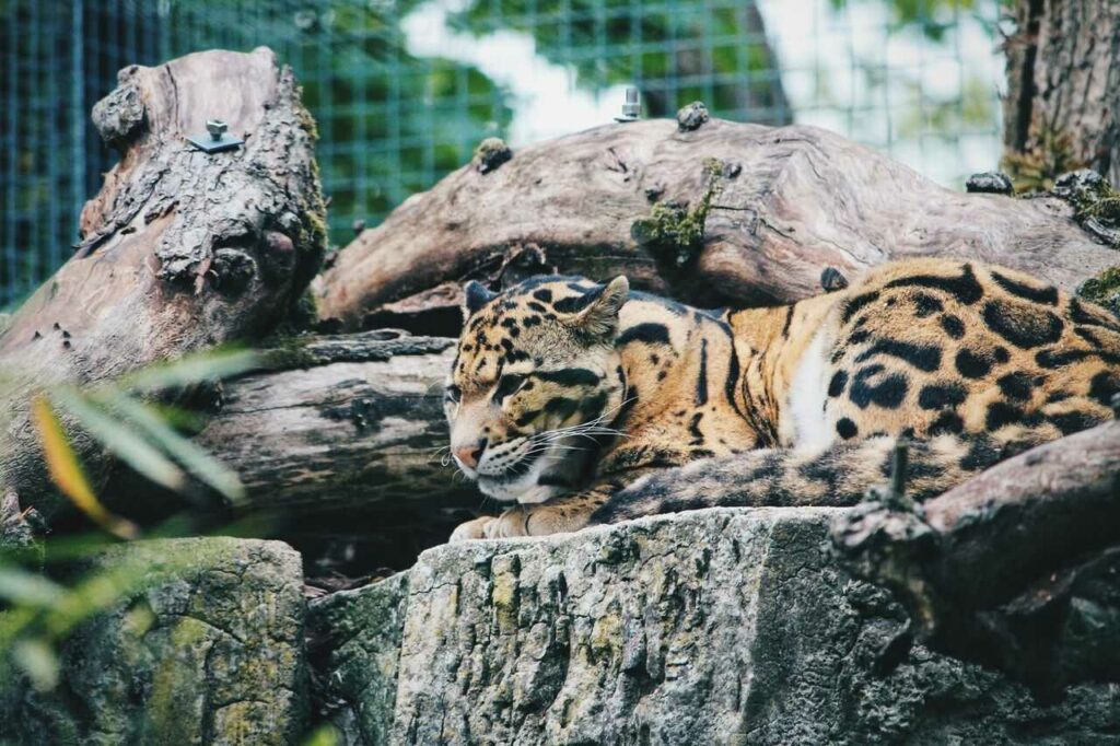 Clouded Leopard