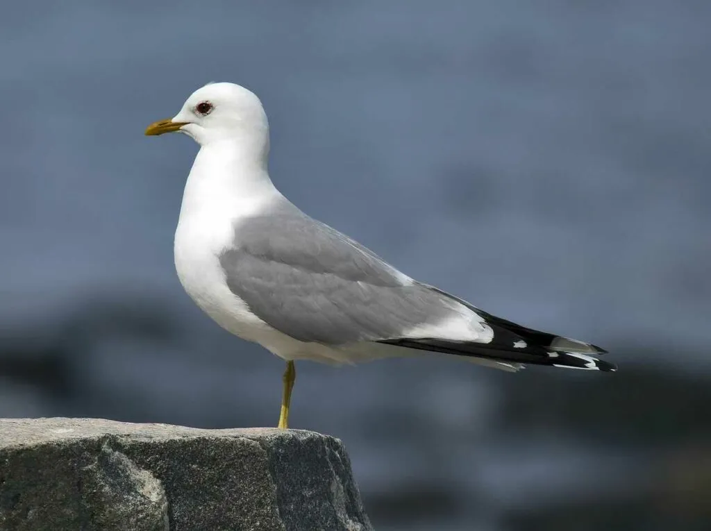 Common Gull