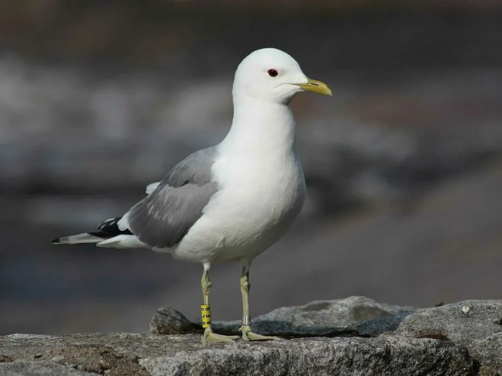 Common Gull