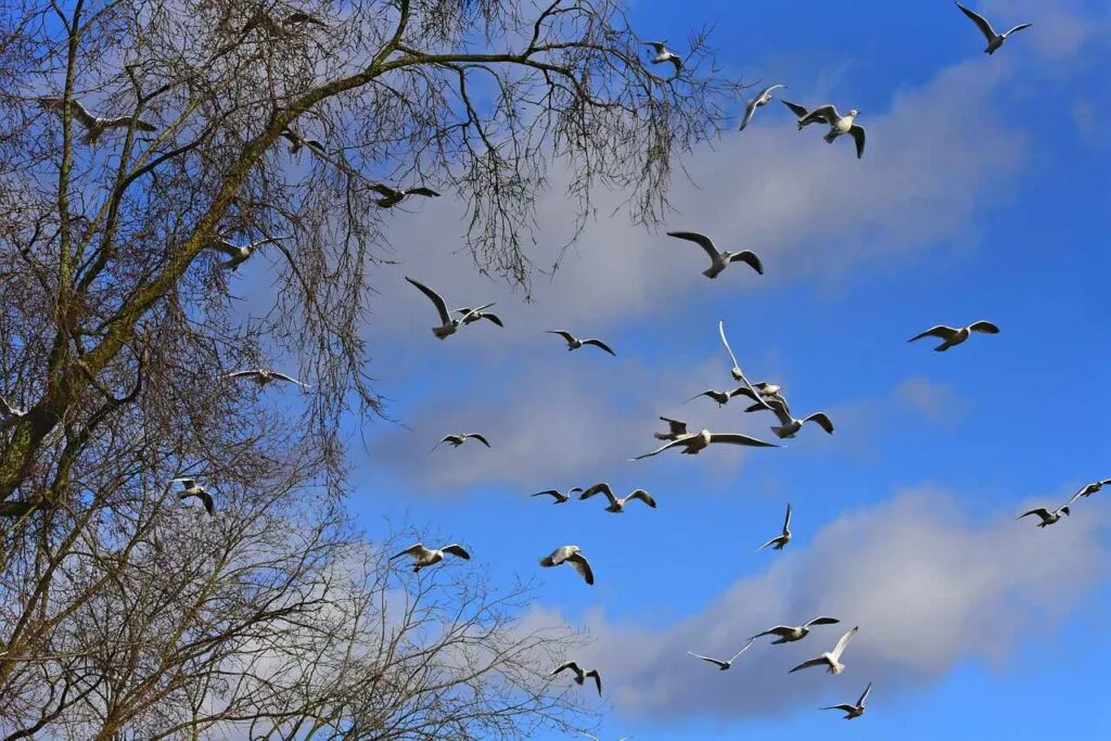 Common Gull