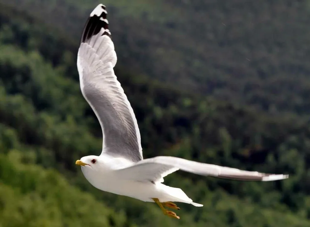 Common Gull