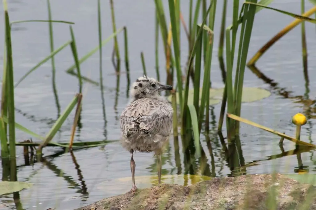 Common Gull