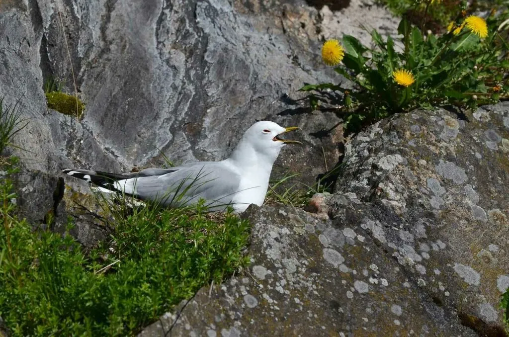 Common Gull