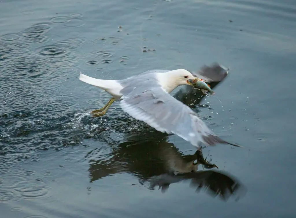 Common Gull