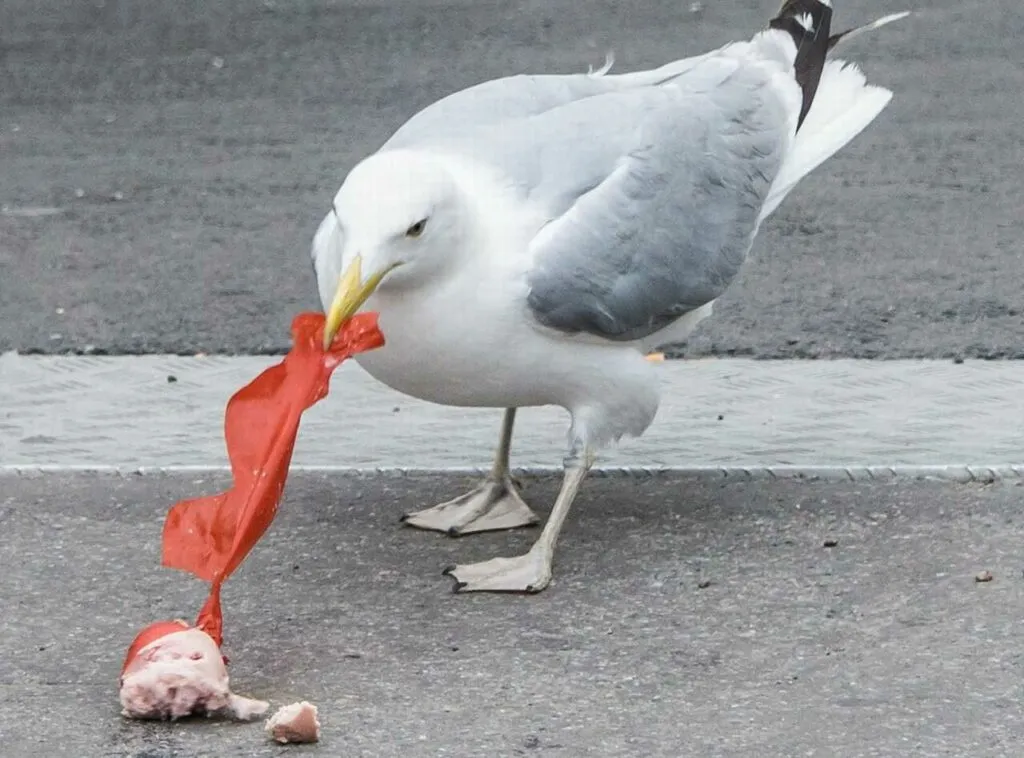 Common Gull