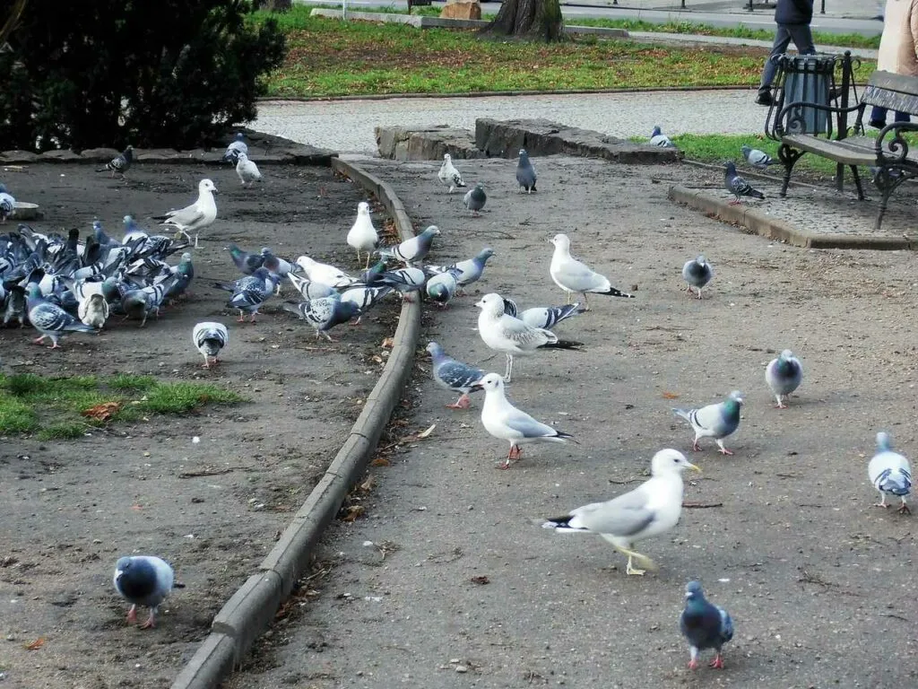 Common Gull