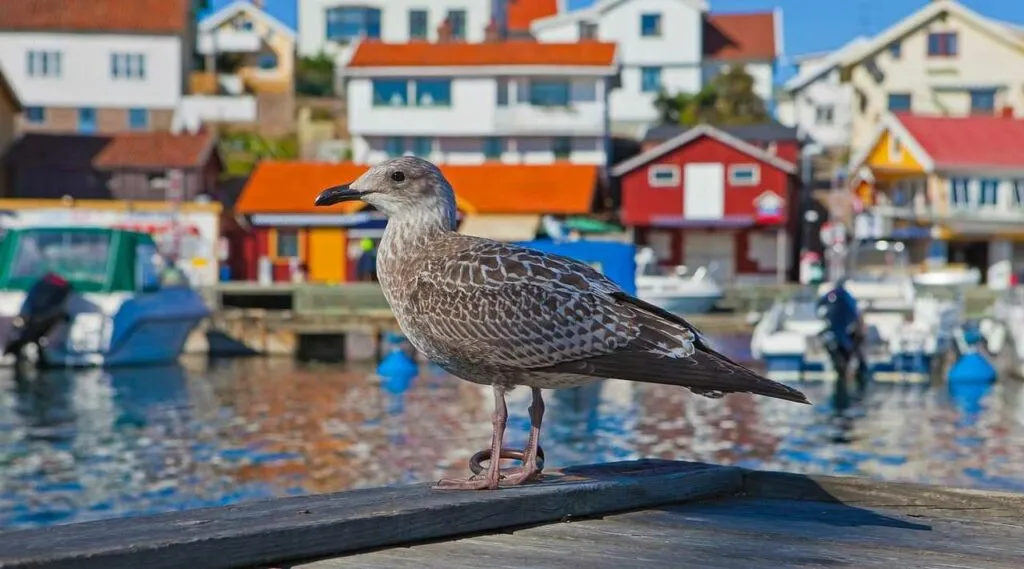 Common Gull