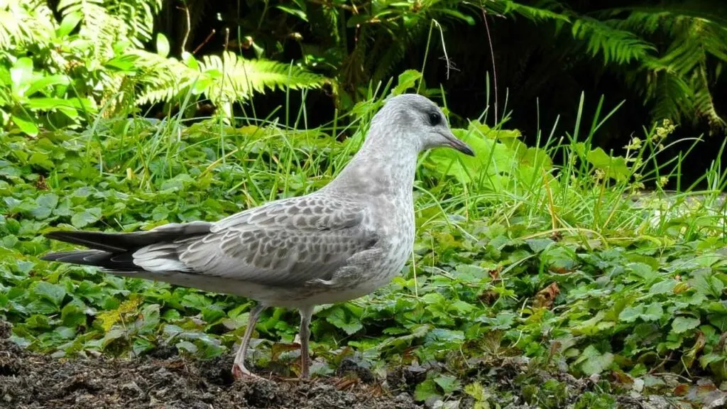 Common Gull